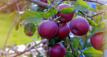 Pěstování jabloně venyaminovskoe